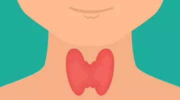 thyroid