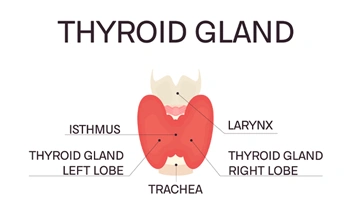 thyroid