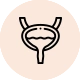 Overactive Bladder Muscles